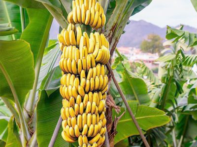 bananacabfruitec2
